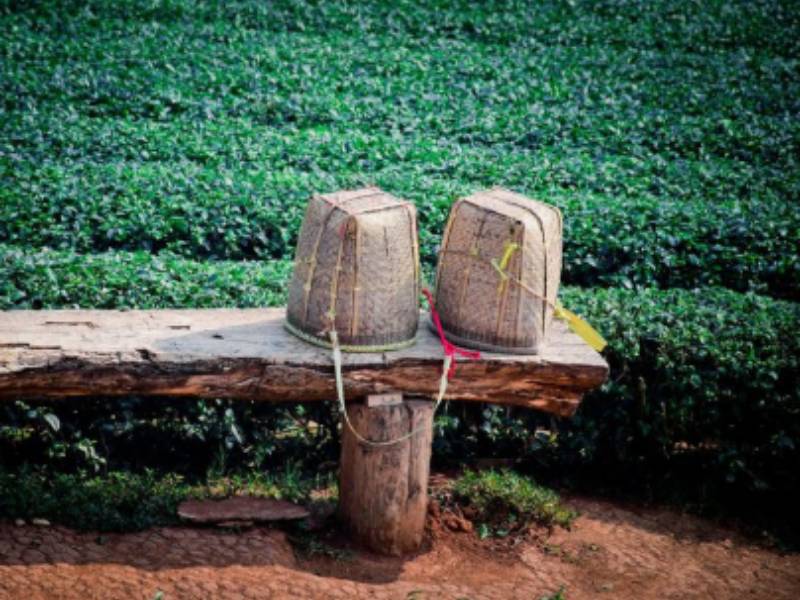 Discover Tata Tea Museum Munnar, where History, heritage and flavour unite