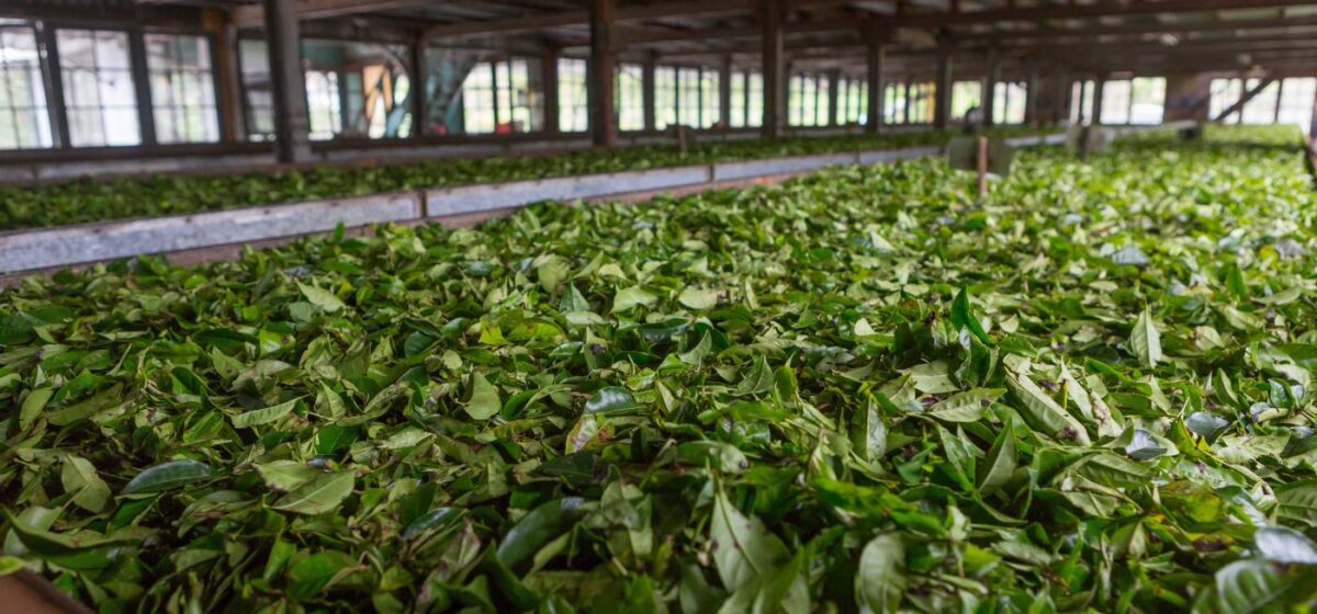 Explore Historic Kolukkumalai Tea Factory
