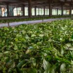 Explore Historic Kolukkumalai Tea Factory