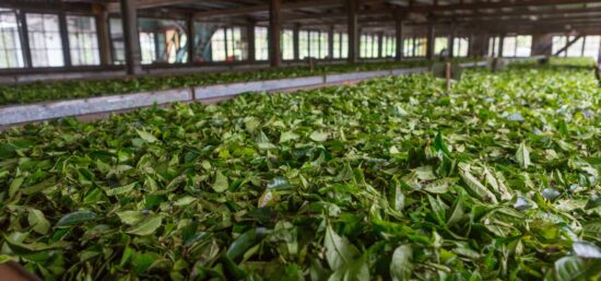 Explore Historic Kolukkumalai Tea Factory