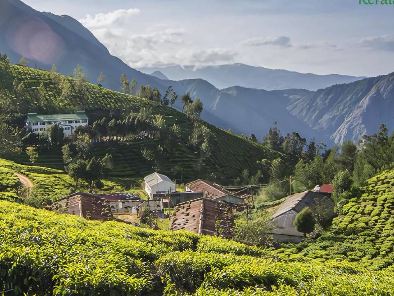 Discover Kolukkumalai Tea Factory Munnar
