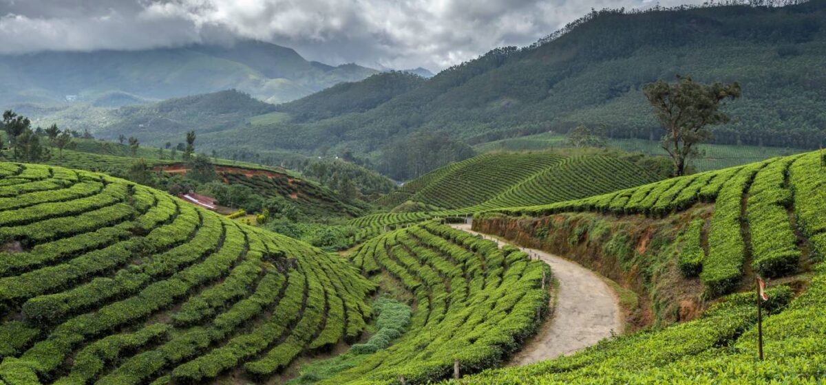 Tata Tea Museum Munnar – A Must-See Attraction 17 Explore Tata Tea Museum Munnar – A Must-See Attraction