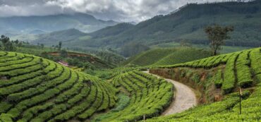 Explore Tata Tea Museum Munnar – A Must-See Attraction