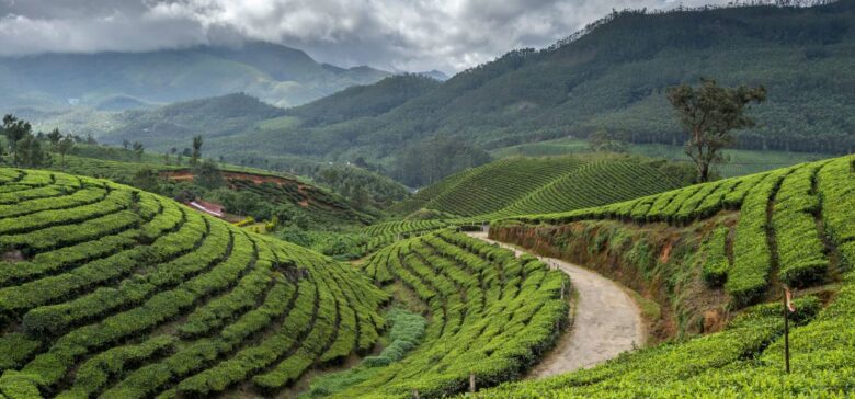 Explore Tata Tea Museum Munnar – A Must-See Attraction