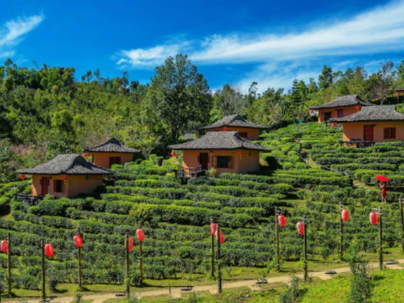 Discover Tata Tea Museum in Munnar with Sholacrown