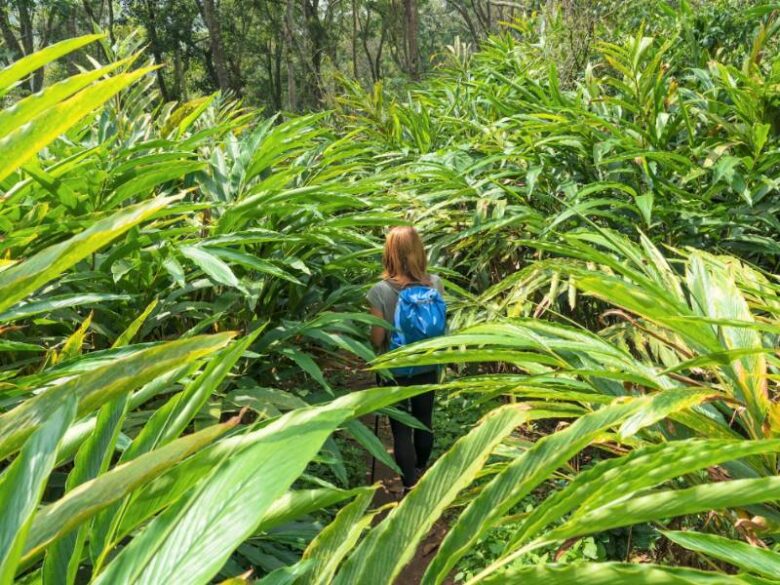 Cardamom Farm Visit 6 4 5