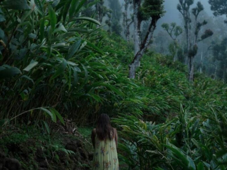 Cardamom Farm Visit 1 Explore Cardamom Farm Visit in Kerala