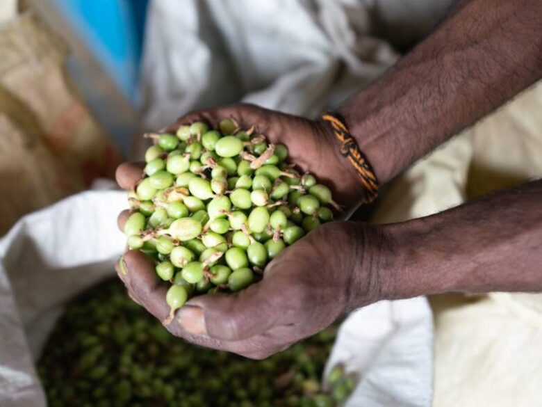 Cardamom Farm Visit 3 Explore Cardamom Farm Visit by Shola Crown in Kerala