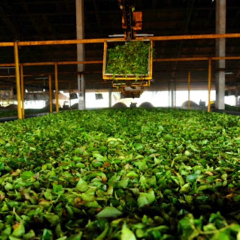 Discover Harrison Malayalam Tea Plantation Tour