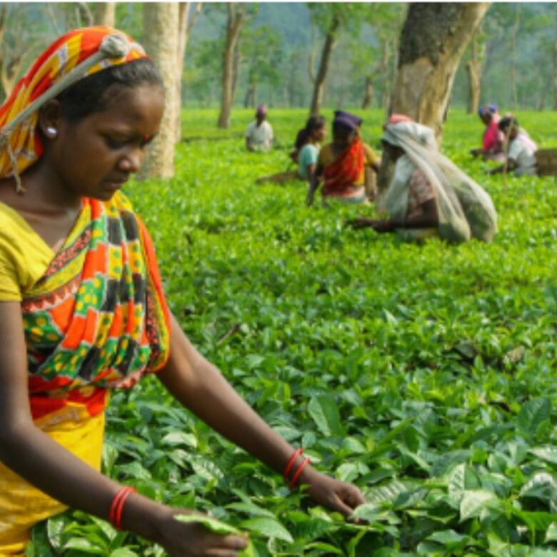 Harrison Malayalam Tea Plantation Tour with Sholacrown