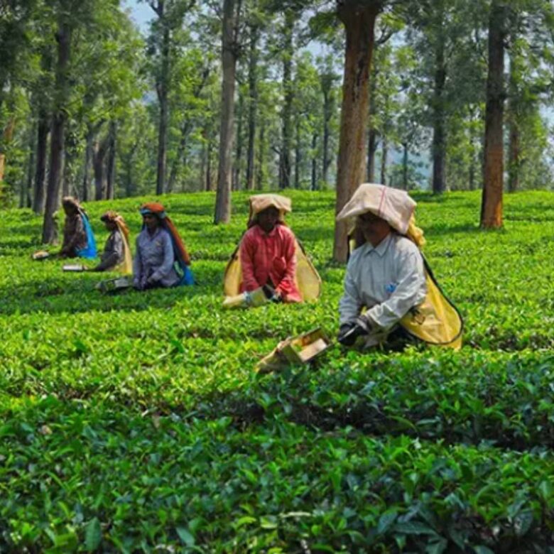 Harrison Malayalam Tea Plantation Tour – Discover Timeless Heritage