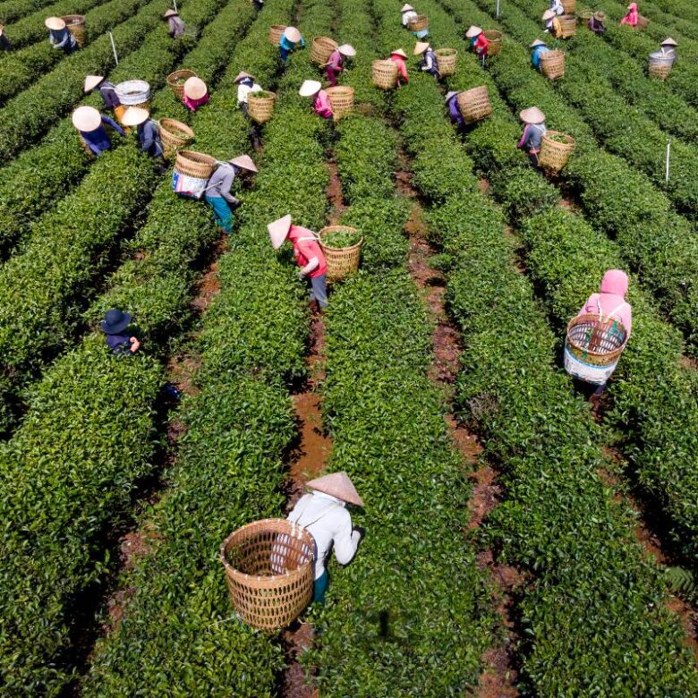 Harrison Malayalam Tea Plantation Visit Tour