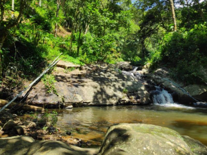 Explore Mathikettan Shola National Park Resort