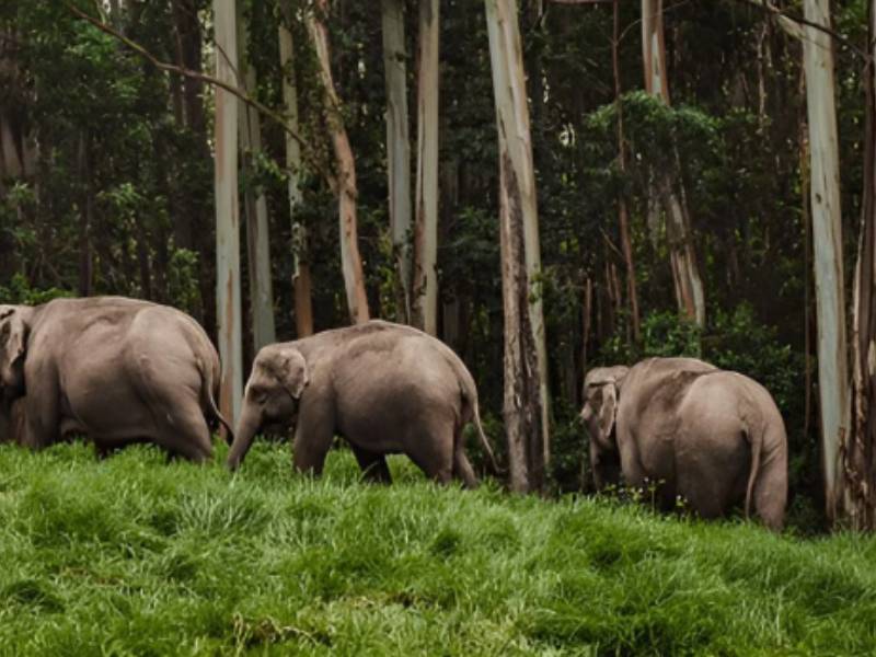 Mathikettan Shola National Park Resort Luxury Stay