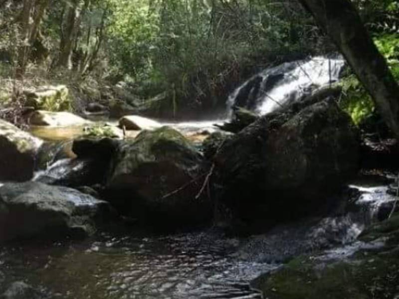 Explore Mathikettan Shola National Park Resort Sholacrown