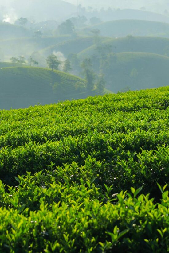Step into Harrison Malayalam Tea Plantation Visit with stay in Shola crown
