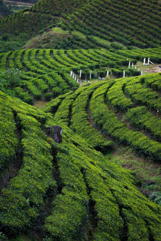 Explore Munnar Sight Seeing