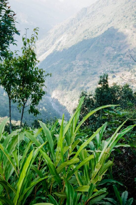 Cardamom Farm Visit with Shola Crown