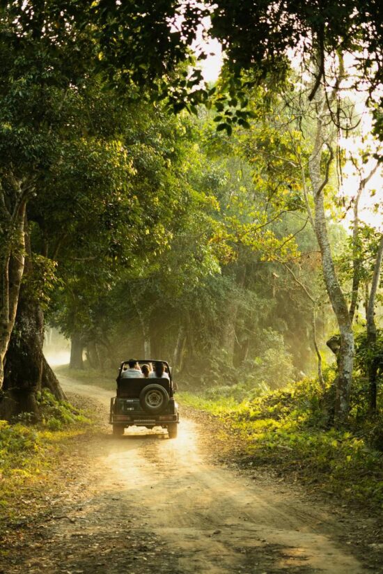 Shola Forest Jeep safari
