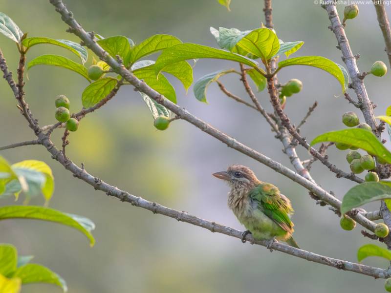 Explore White Cheeked Barbet - Bird Watching Resort in Munnar