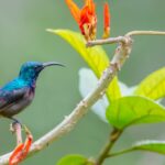 Best Bird Watching Resort Munnar – Stay at Shola Crown