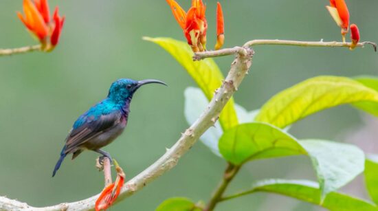 Best Bird Watching Resort Munnar – Stay at Shola Crown