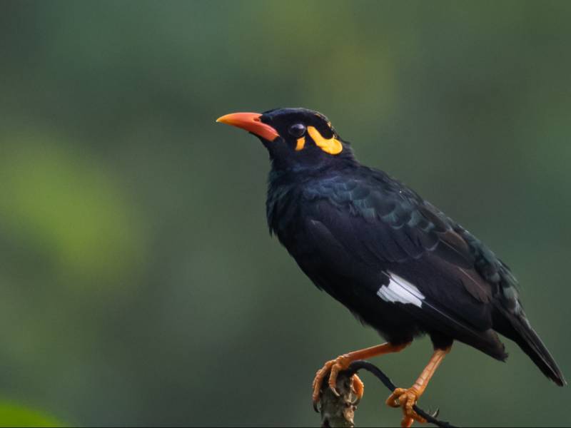 Southern Hill Myna Premium Bird Watching Resort Munnar with Luxury stay at Shola Crown