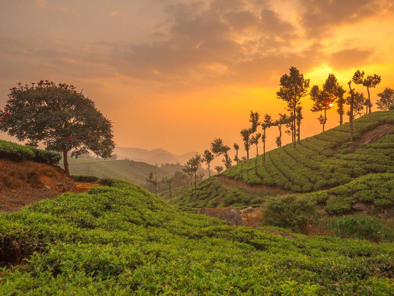 Mountain peak holding the Shola Crown Resort flag during Munnar Hills Trekking