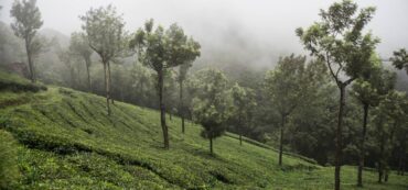 Magical Honeymoon Photography Sessions in Munnar 1 Resort near Mathikettan Shola National Park with forest views at Shola Crown.
