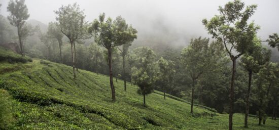 Resort near Mathikettan Shola National Park with forest views at Shola Crown.