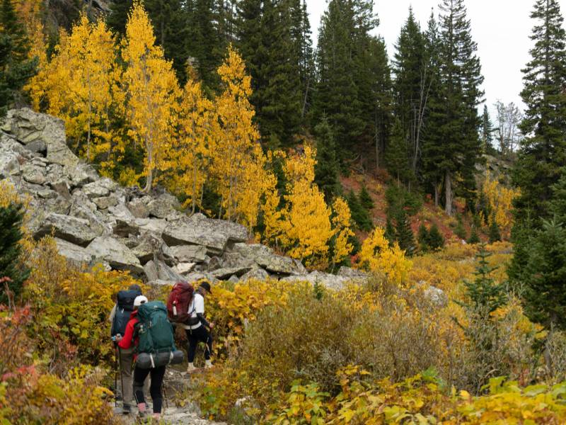 Resort near Mathikettan Shola National Park overlooking forest and valley.