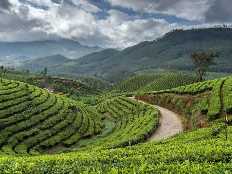 Discover the nature of Munnar forest trekking